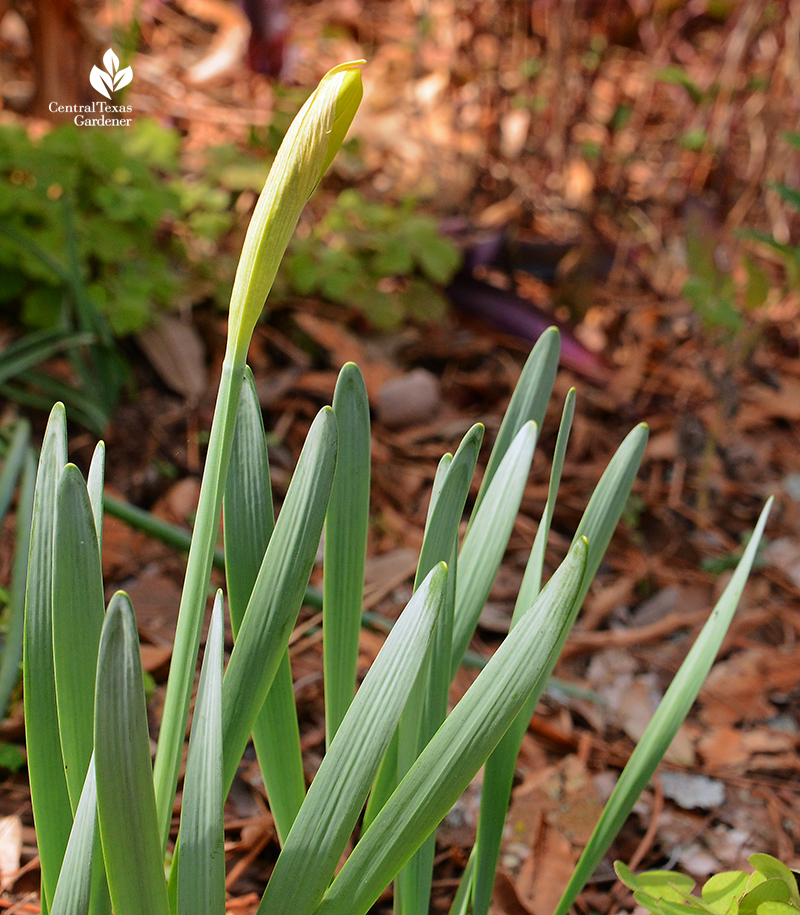 Narcissus 'Marieke' in bud Central Texas Gardener