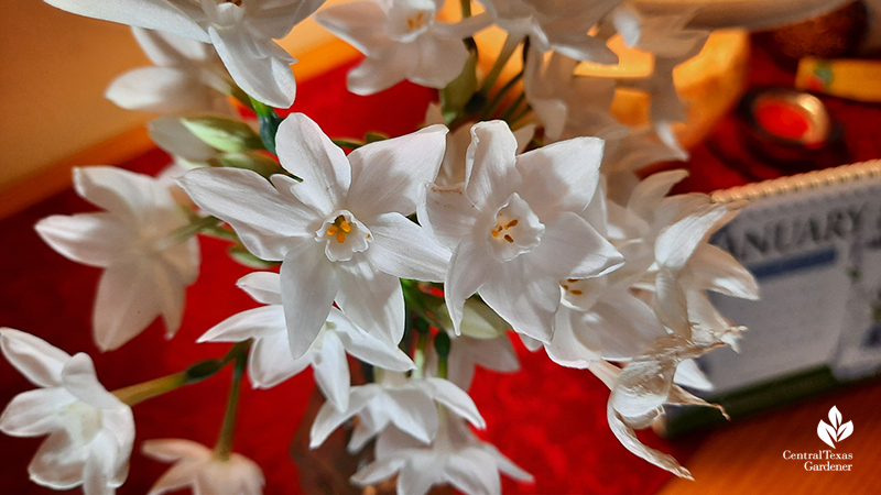 Narcissus Paperwhite cut flowers working from home Central Texas Gardener