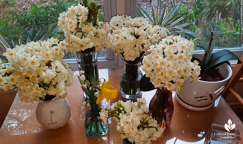 Narcissus flowers in vases rescued from freeze Central Texas Gardener