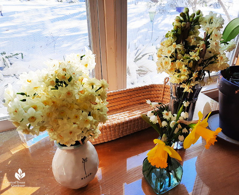 Narcissus in vases rescued from freeze rare Austin snow Central Texas Gardener