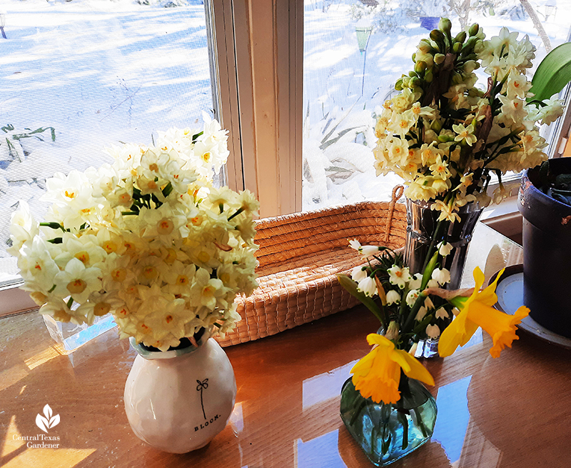 Narcissus in vases rescued from freeze rare Austin snow Central Texas Gardener