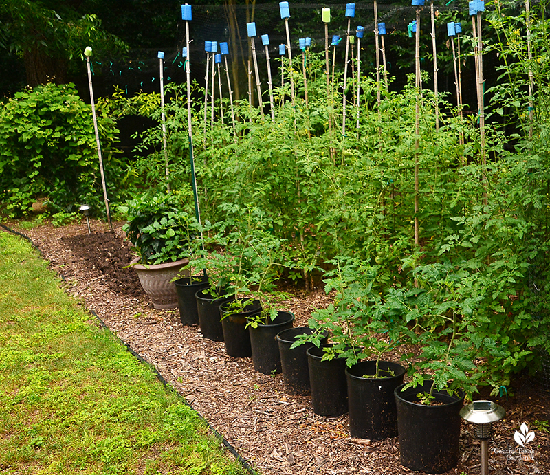 Patio small tomatoes for containers Central Texas Gardener