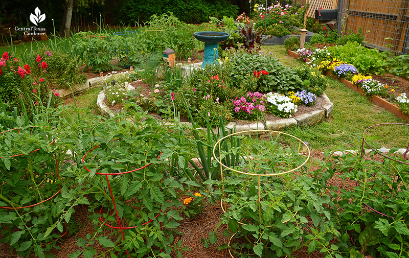 Paul Robeson tomatos in food and flower Susan and Matt Snyder Central Texas Gardener