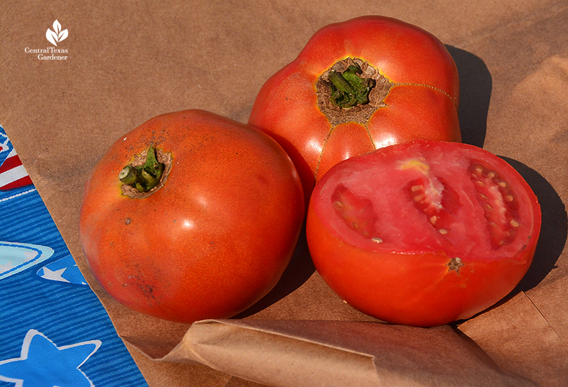 Ripe tomatoes Sunshine Community Gardens Central Texas Gardener