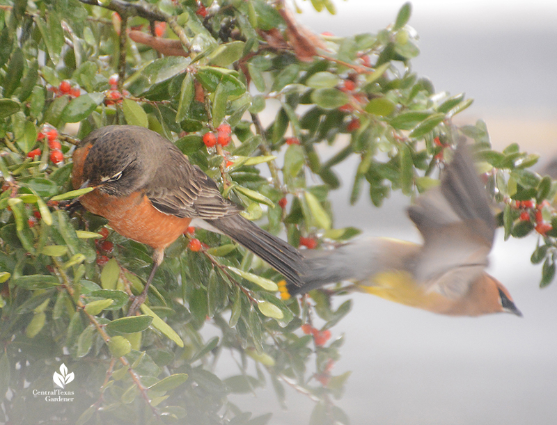 Robin and Cedar waxwing yaupon holly fruits berries snow Austin Central Texas Gardener