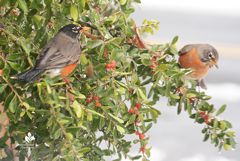 Robin duo_yaupon holly fruits_snow Austin Central Texas Gardener
