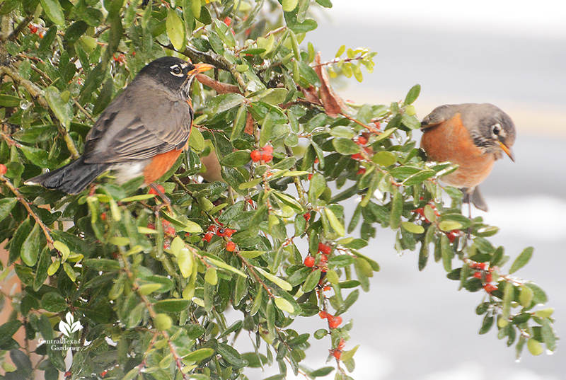 Robin duo_yaupon holly fruits_snow Austin Central Texas Gardener