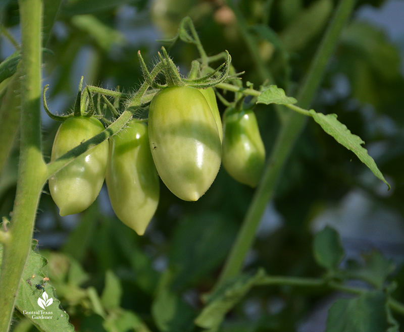 Roma tomatoes on the vine Central Texas Gardener