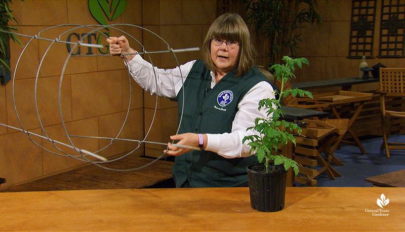 Sheryl Williams tomato growing tips Central Texas Gardener