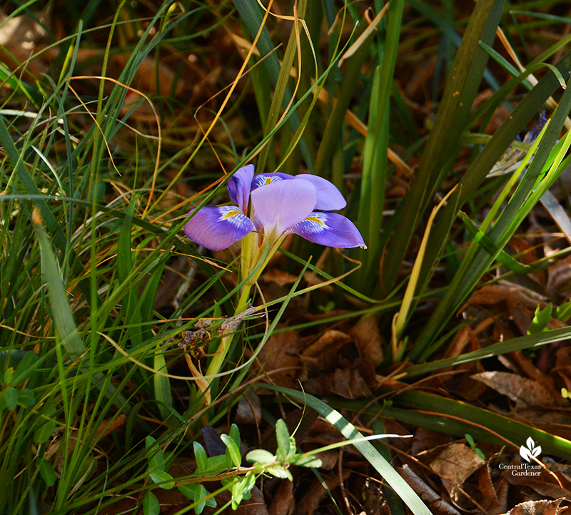 Small Algerian iris January bloom among Texas sedges Central Texas Gardener