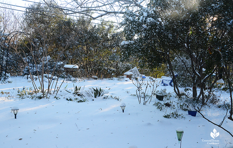 Snow at dawn Austin Texas backyard February 15 2021 Central Texas Gardener