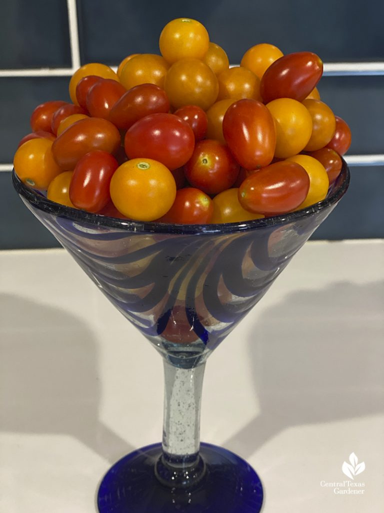 Top Tomato Tips for Hot Climates Central Texas Gardener