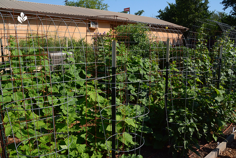 Tomato cages reinforced with T-postss and cattle panel Marble Falls Helping Center Central Texas Gardener