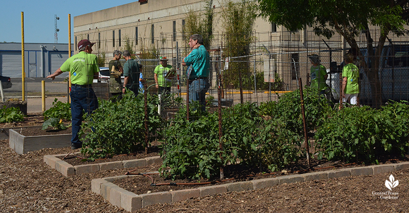 Tomato demonstration beds Travis County Texas A&M AgriLife Extension Central Texas Gardener