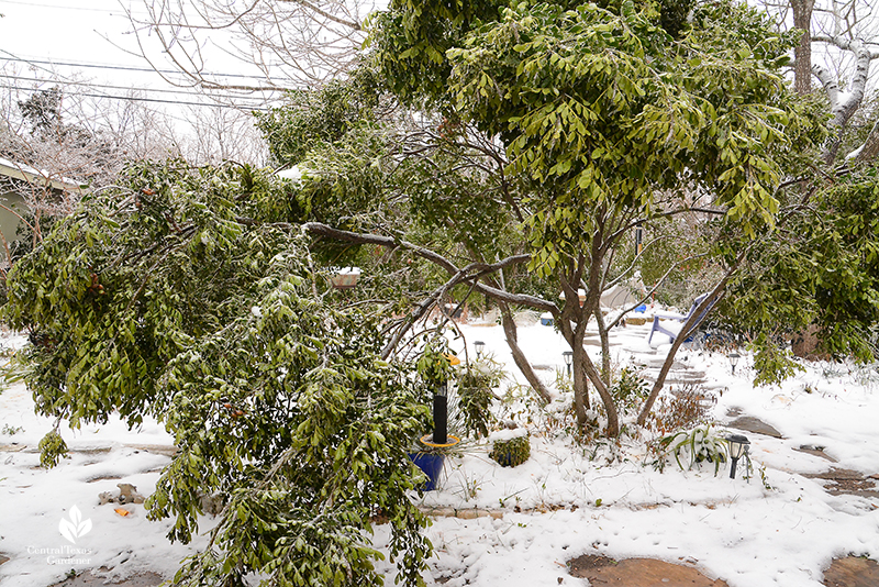 Mountain laurel branches bent after Austin ice storm Central Texas Gardener