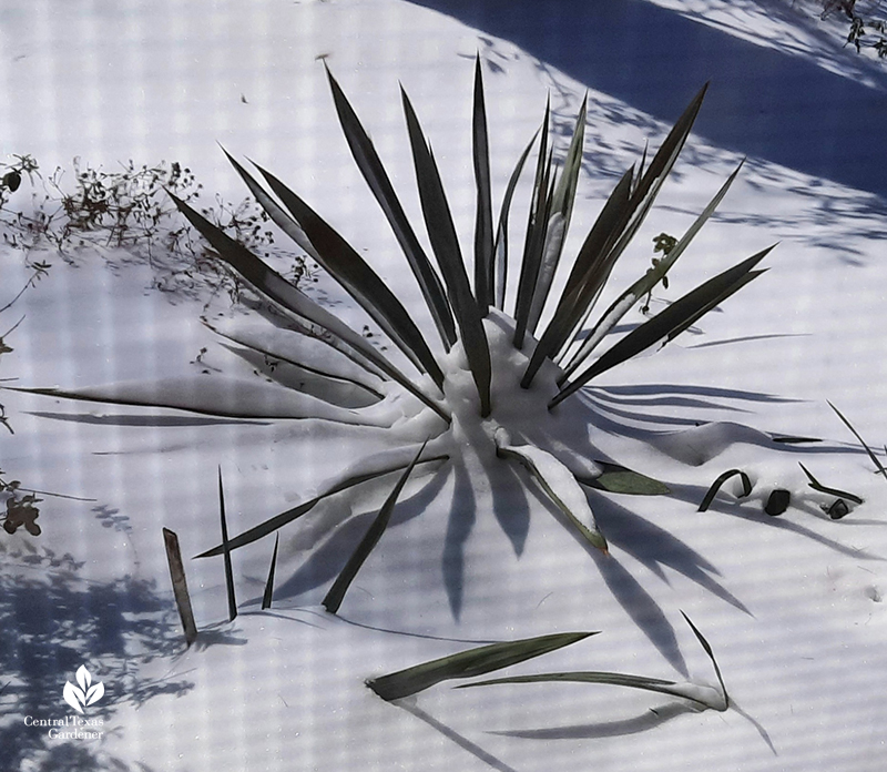 Yucca pallida under Austin snow Central Texas Gardener