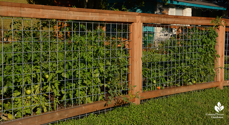 cedar and cattle panel low fence front yard tomato support Central Texas Gardener