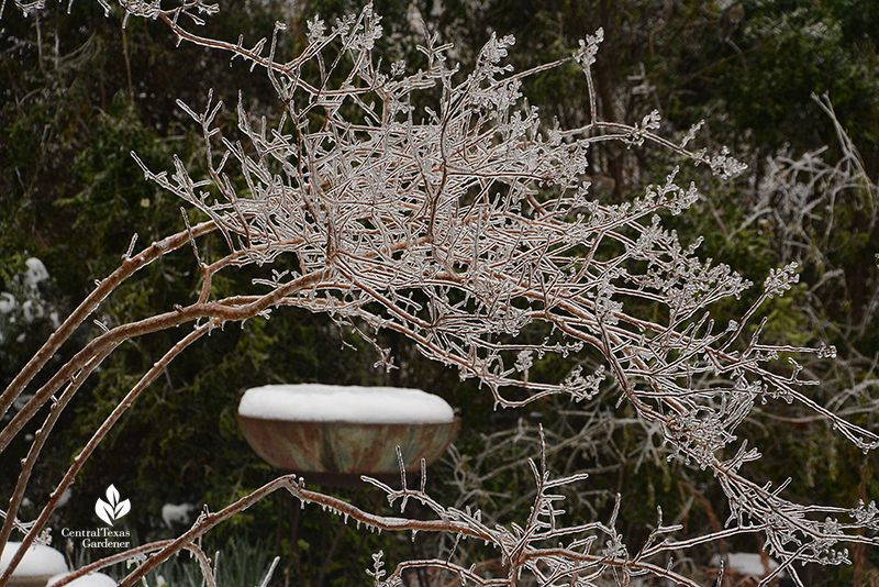 crape myrtle ice sculpture birdbath snow cone Austin snow Central Texas Gardener