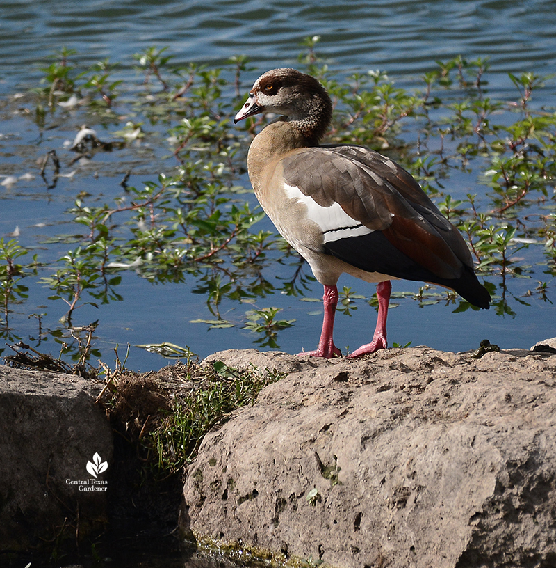 duck at Lake Park Mueller Central Texas Gardener