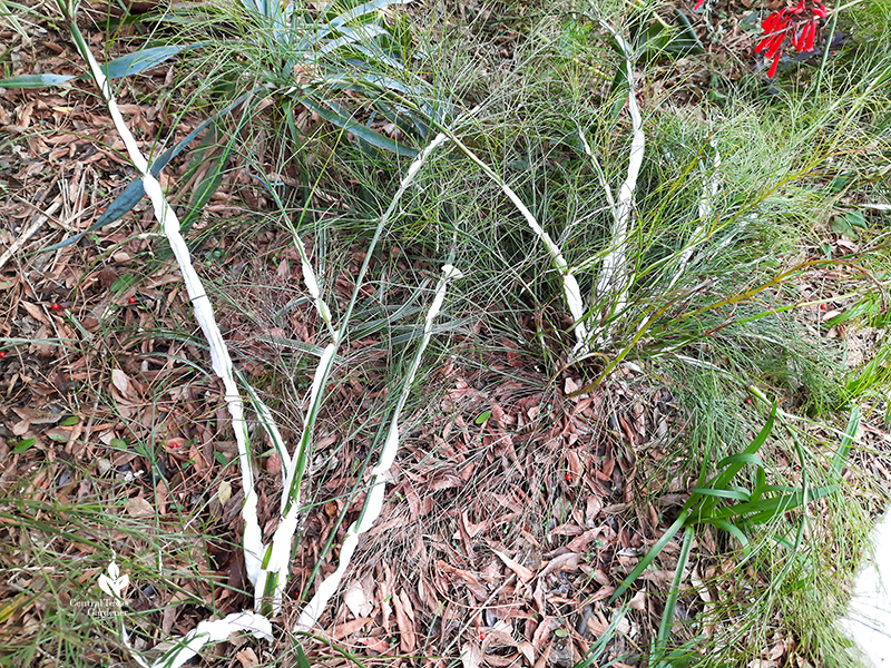 firecracker fern stem frozen split Central Texas Gardener