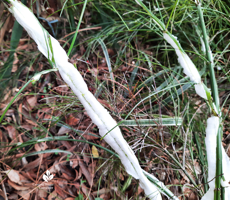 firecracker fern stems frozen burst Central Texas Gardener