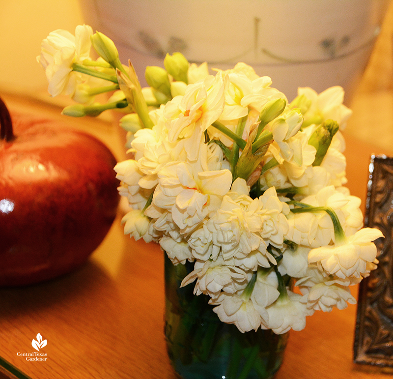 fragrant Narcissus Erlicheer and Grand Primo in vase before freezing weather Central Texas Gardener