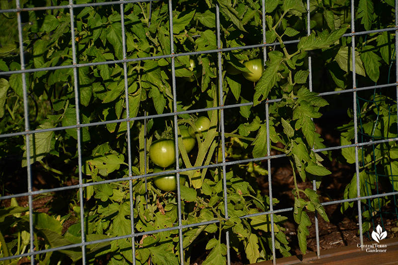 ripening tomatos cattle panel fence support Central Texas Gardener