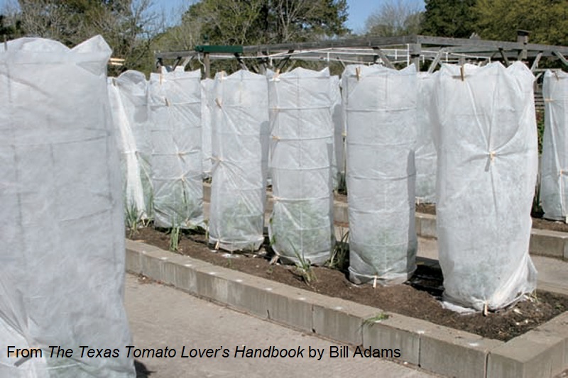 protective row cover for tomatoes Bill Adams The Texas Tomato Lovers Handbook