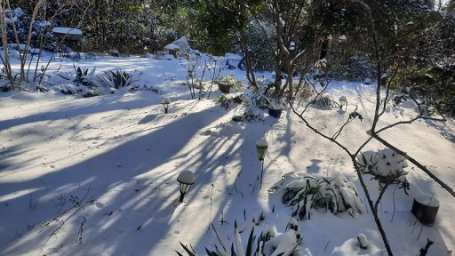 six inches snow Austin backyard February 2021 Central Texas Gardener