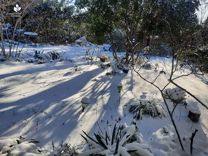 six inches snow Austin backyard February 2021 Central Texas Gardener