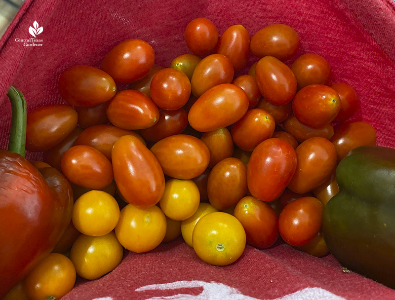 sweet cherry tomatoes Sun Gold tomatoes and peppers Central Texas Gardener