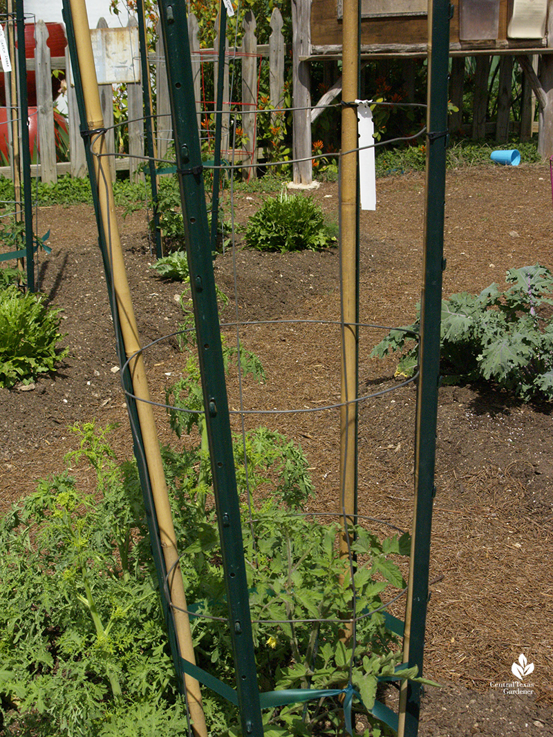 tomato cages reinforced with bamboo and T-posts The Natural Gardener 