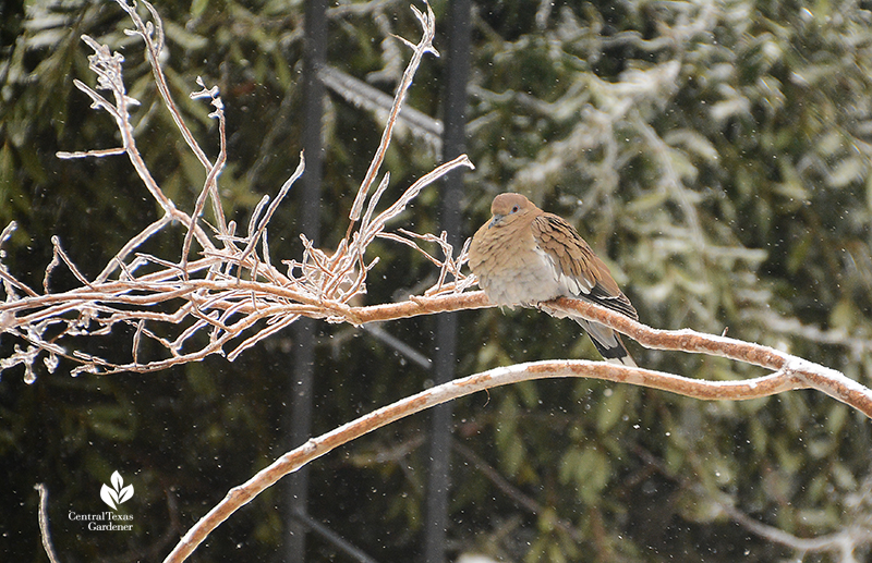 white-winged dove icy branch Austin snow Central Texas Gardener