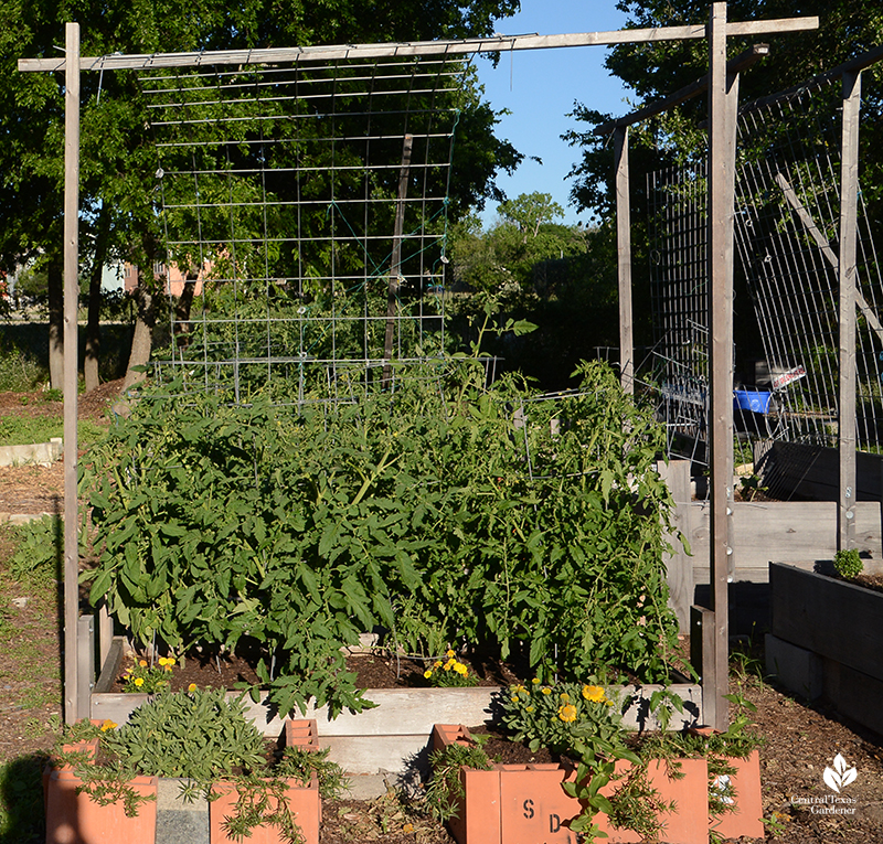 wood and cattle panel tomato trellis Sustainable Food Center gardens Central Texas Gardener