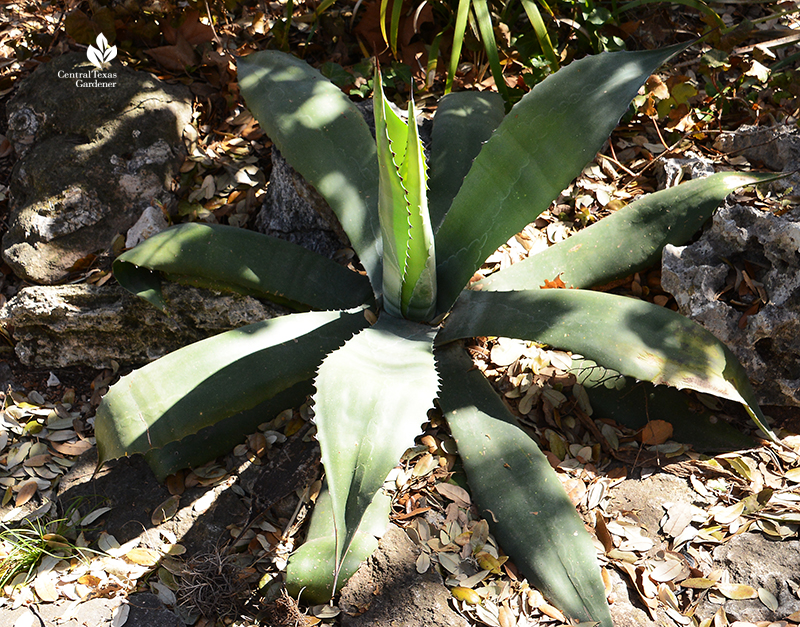 Agave 'Green Goblet' after Austin 2021 freeze Central Texas Gardener