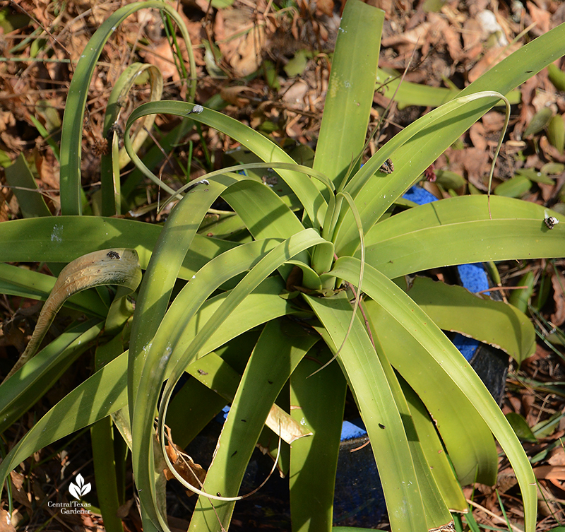 Agave bracteosa in a container after Austin 2021 freeze Central Texas Gardener