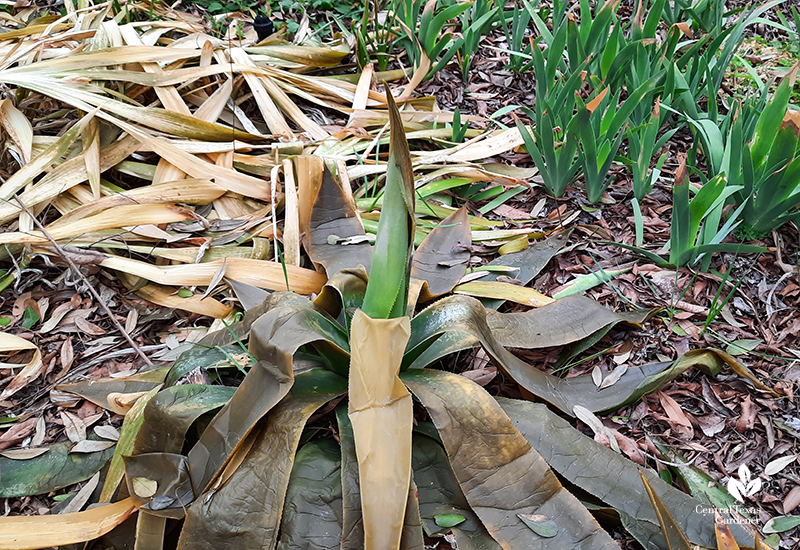 Agave celisii Iris 'Nada' and bearded iris after Austin freeze 2021 Central Texas Gardener