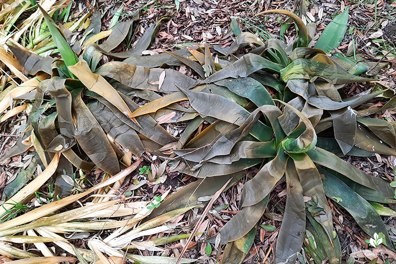 Agave celsii and Iris nada after Austin 2021 hard freeze Central Texas Gardener