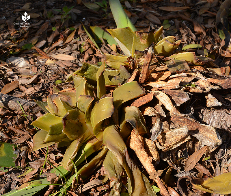 Agave celsii killed in Austin 2021 freeze Central Texas Gardener