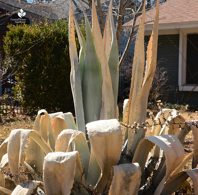 Agave freeze damage 2021 Central Texas Gardener