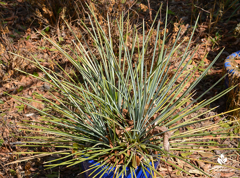 Agave striata in container after Austin 2021 freeze Central Texas Gardener