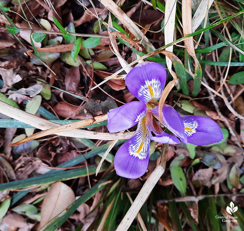 Algerian iris after Austin 2021 freeze Central Texas Gardener