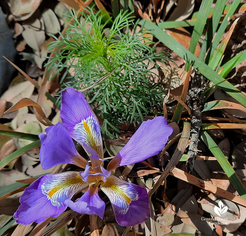 Algerian iris flower and standing cypress seedling Central Texas Gardener