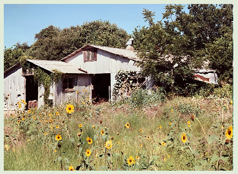 Barton Springs Nursery before pictures by Bernardine and Conrad Bering Barton Springs Nursery