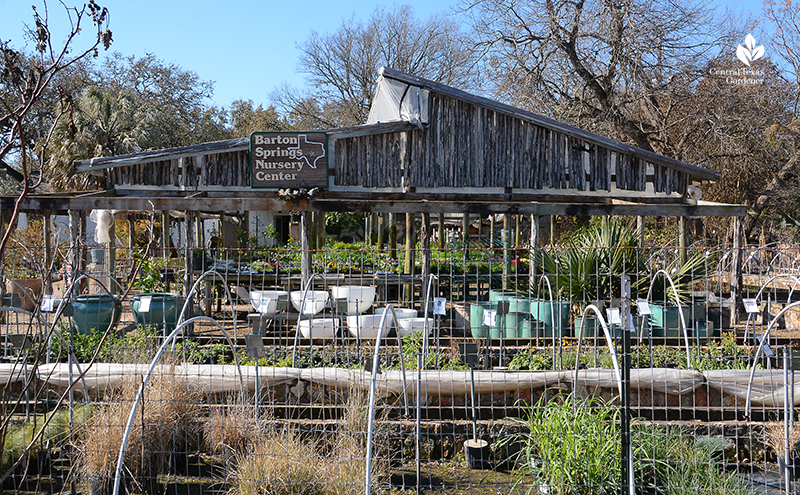 Barton Springs Nursery Austin Texas Central Texas Gardener