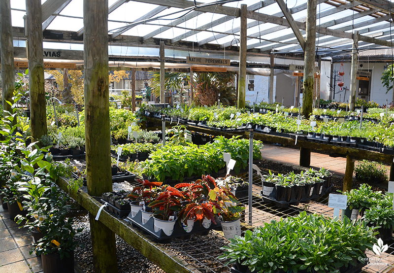 Barton Springs Nursery plants Central Texas Gardener