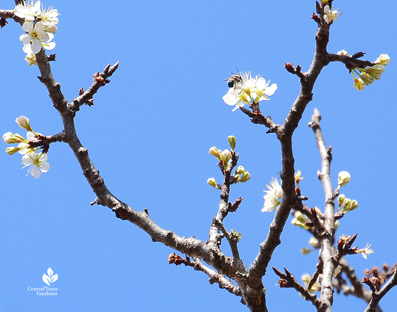 Bee on Mexican plum flower after 2021 freeze Central Texas Gardener