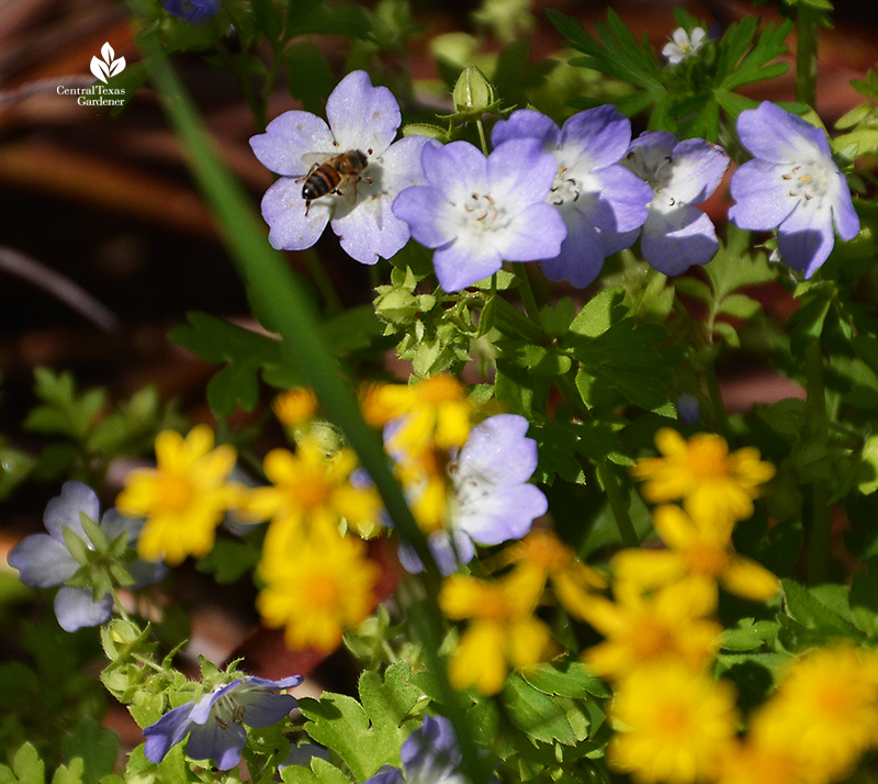 Bee on baby blue eyes native wildflower with golden groundsel Central Texas Gardener