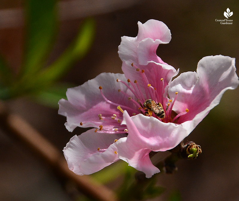 Bees on peach tree flowers after Austin 2021 freeze Central Texas Gardener