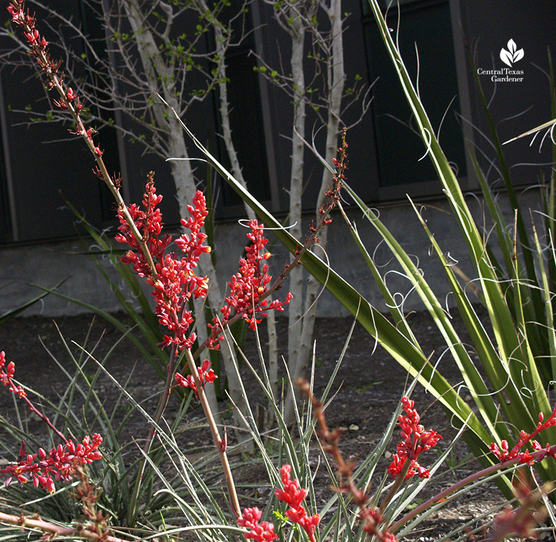 Red yucca Hesperaloe parviflora 'Brakelights" 